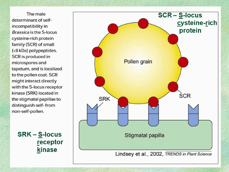 SCR – S-locus           